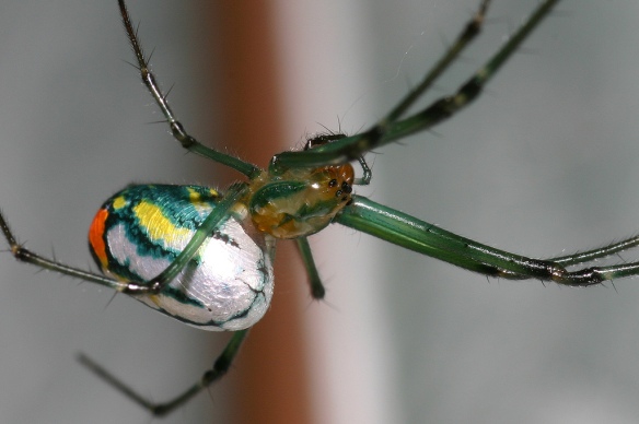 orchard orb weaver CC close up